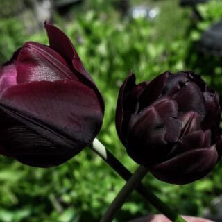 Mikä on goottipuutarha?