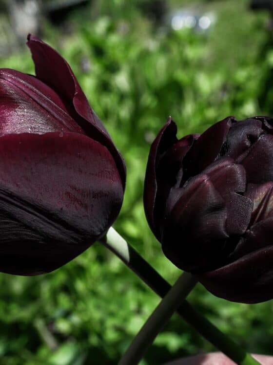 5 Black Tulips For Your Goth Garden