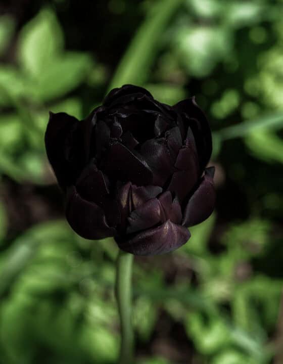 Tulip ‘Black Hero’