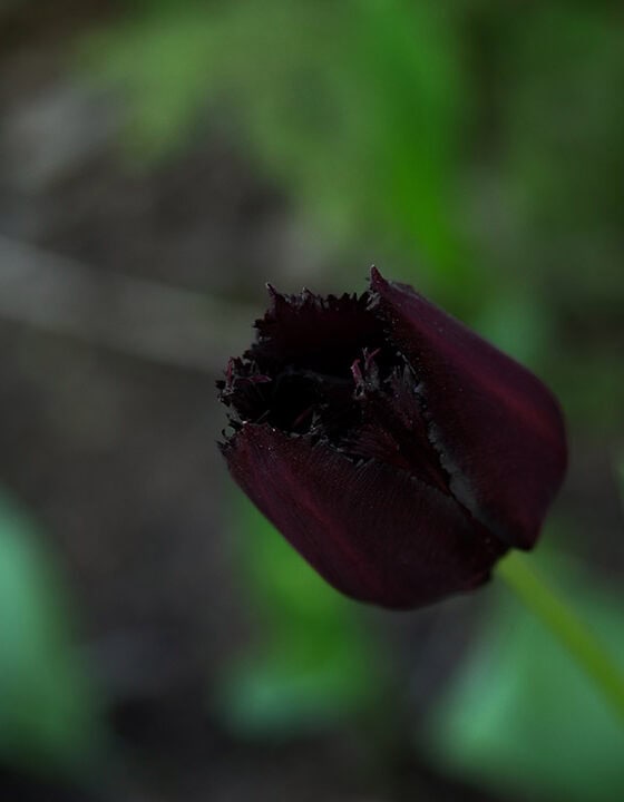 Tulip ‘Vincent van Gogh’