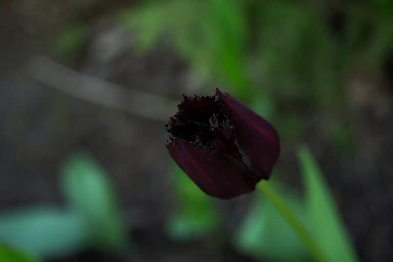 Tulip 'Vincent van Gogh' a black tulip with dark flower