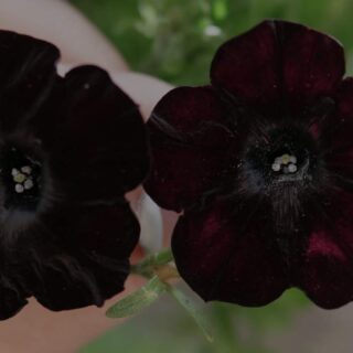 Haussa tumma tulppaani? 5 tulppaania goottipuutarhaan