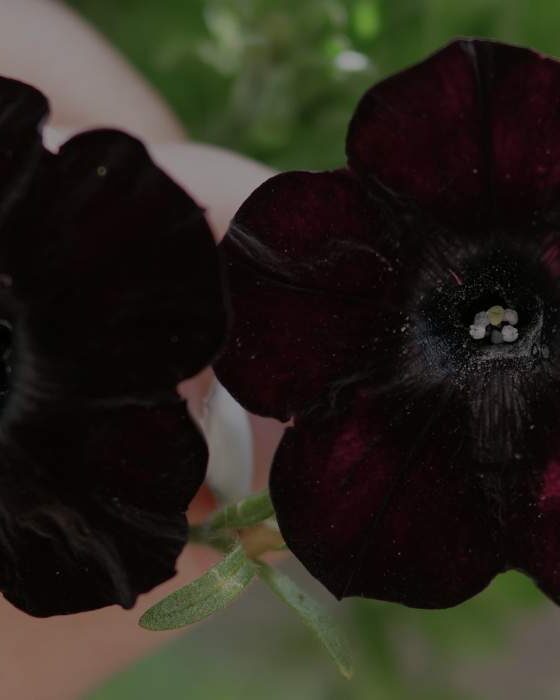 “Why Are My Black Flowers Fading?”