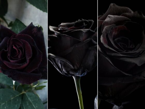 Black Roses – Are they real? | Black Rose Care Tips & Variety List