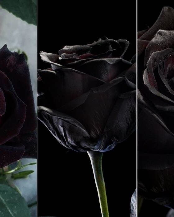 Black Roses – Are they real? | Black Rose Care Tips & Variety List