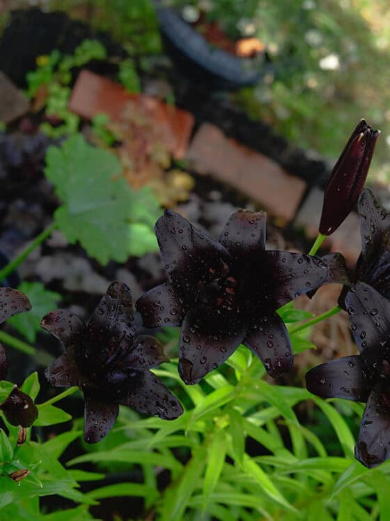 Black lilies