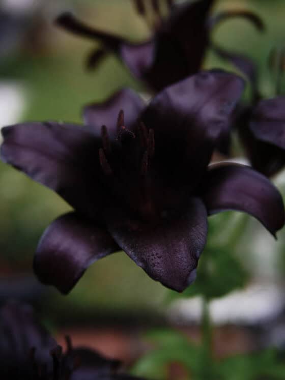 Black Lily