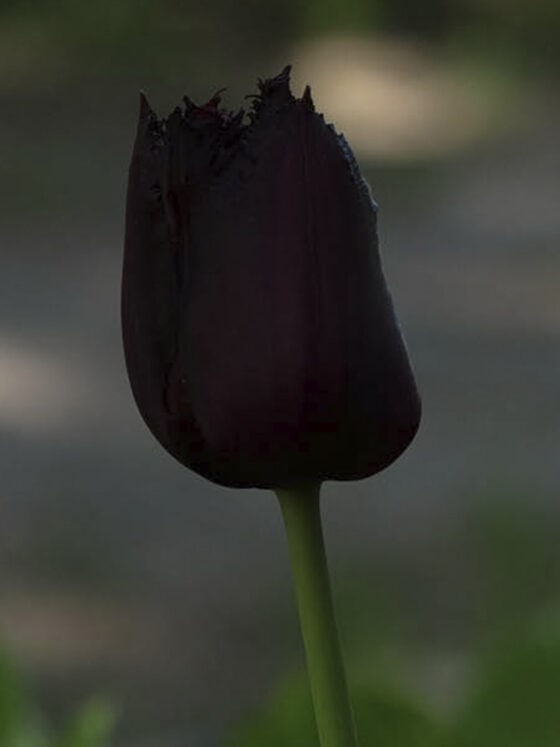 Monstera Variegata vs Monstera Albo Variegata