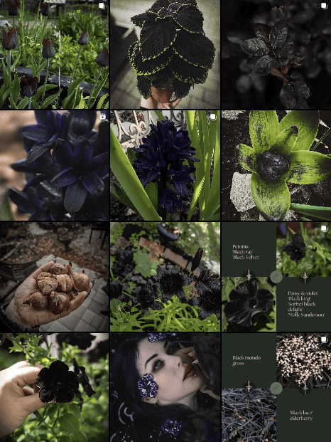 Monstera Variegata vs Monstera Albo Variegata