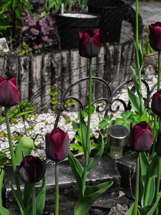 Ronaldo tulips in my garden