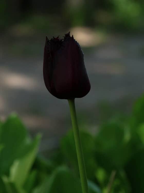 Tulip ‘Vincent Van Gogh’