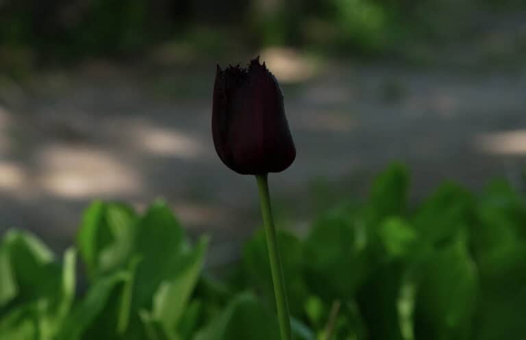 Tulip Vincent Van Gogh