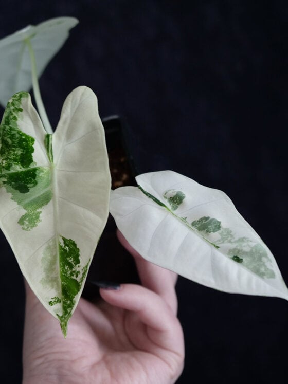 Alocasia micholitziana ‘Frydek’ Variegata
