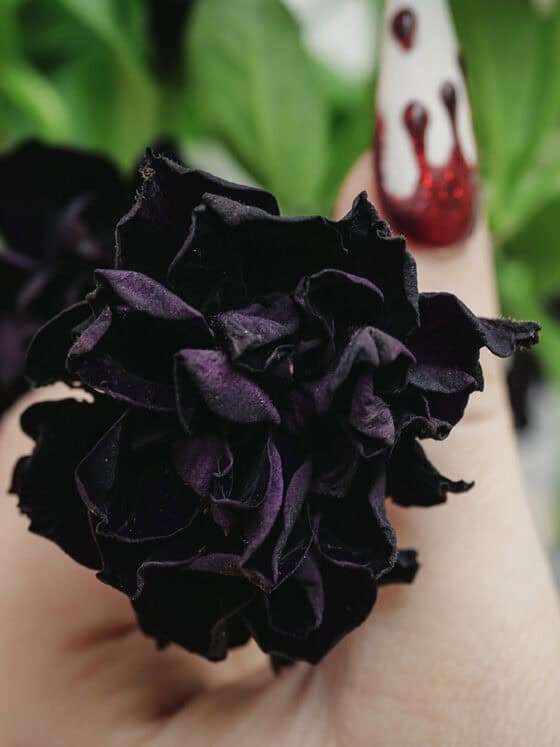 Petunia ‘Black Night’