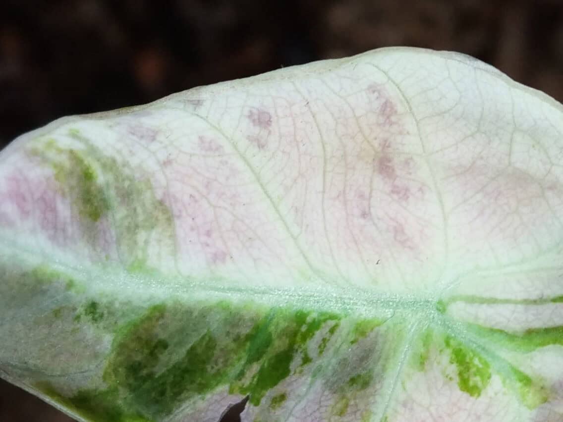 Hunting for Pink Variegata Alocasias