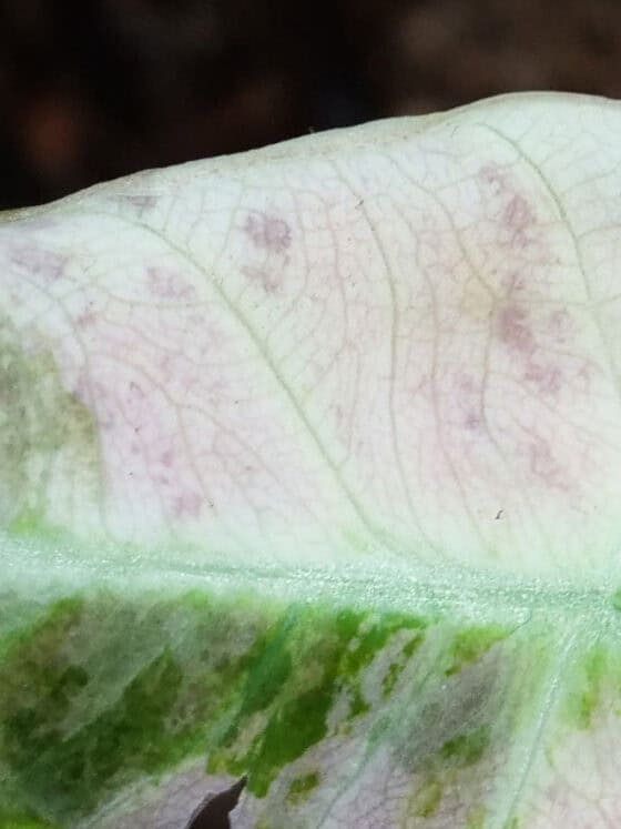 Hunting for Pink Variegata Alocasias