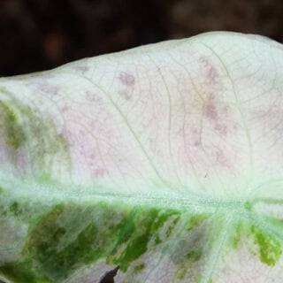 Miksi mustat kukat haalistuvat?