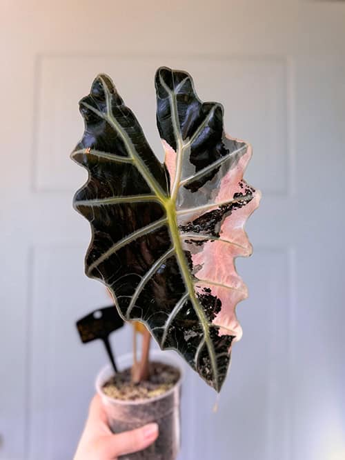 Alocasia albo pink variegata