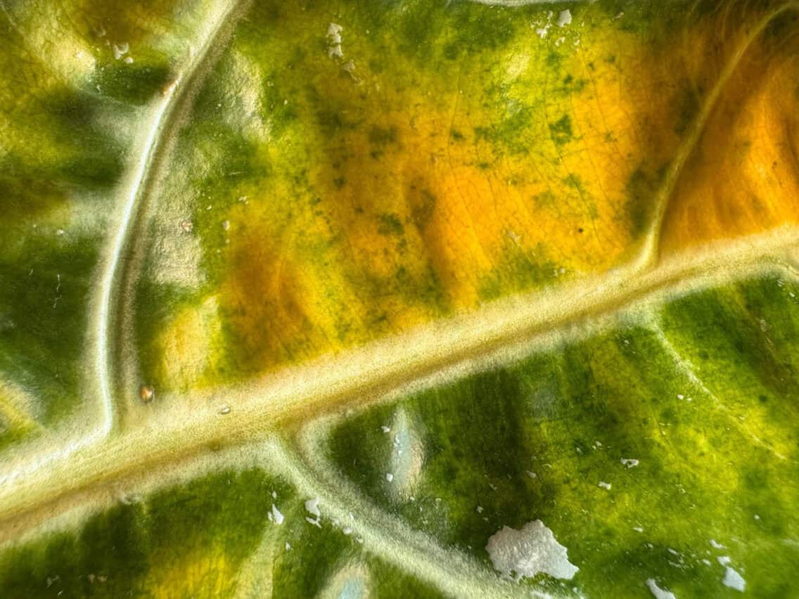 Alocasia Stress After Transportation