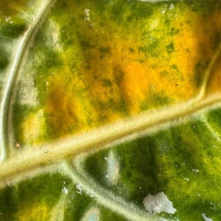 The Differences Between Black Gardens, Goth Gardens and Gothic Gardens