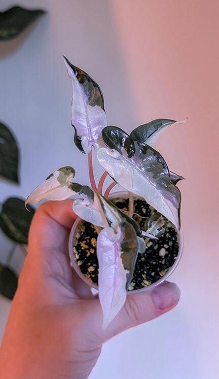 Alocasia Bambino Pink Variegata