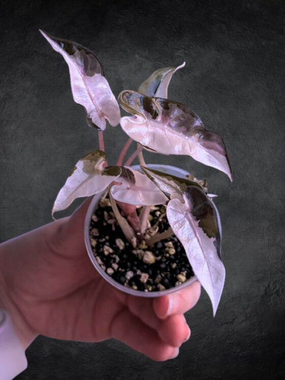 Monstera Variegata vs Monstera Albo Variegata