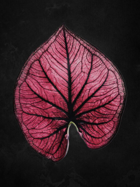 Monstera Variegata vs Monstera Albo Variegata