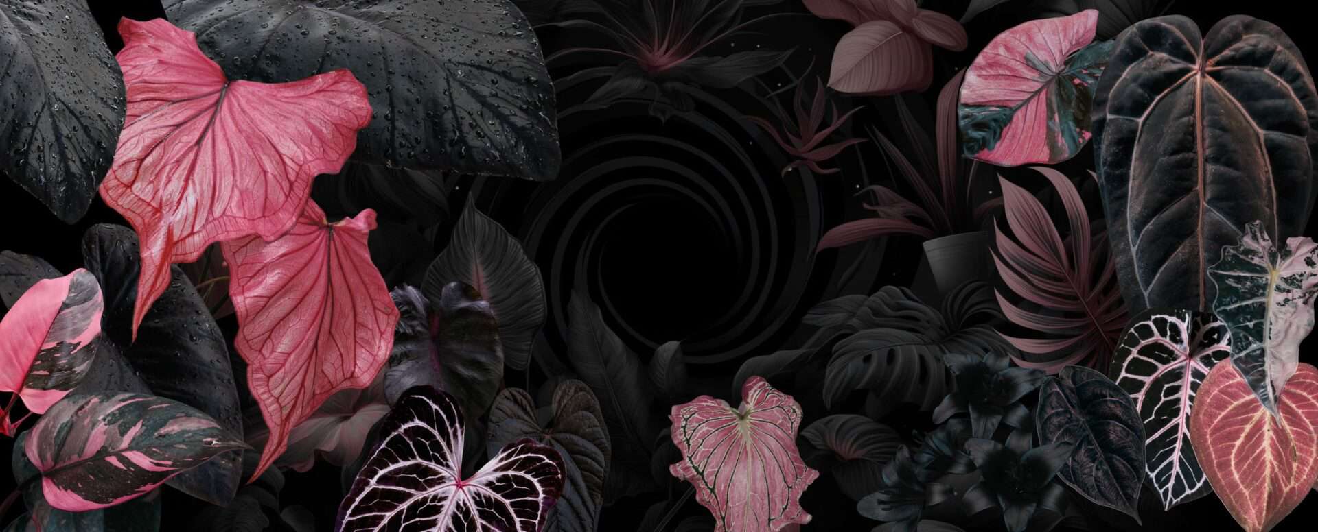 Blog & Plant Shop – Rare House Plants And Black Gardens