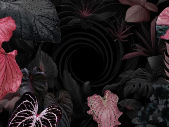 Blog & Plant Shop – Rare House Plants And Black Gardens