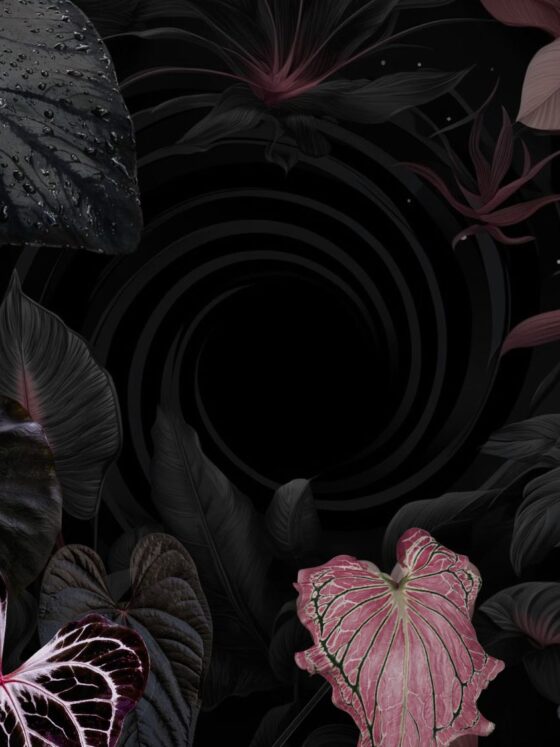 Musta Puutarha ja Harvinaisia huonekasveja – Blogi & Kauppa