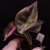 Alocasia cuprea 'Red Secret' Albo / Pink variegated (#01)