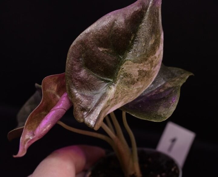 Alocasia cuprea ‘Red Secret’ Albo / Pink variegated (#02)