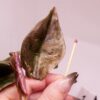 Alocasia cuprea 'Red Secret' Albo / Pink variegated (#01) - Image 9
