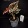 Alocasia cuprea 'Red Secret' Albo / Pink variegated (#01) - Image 2