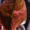 Alocasia cuprea 'Red Secret' Albo / Pink variegated (#01) - Image 4