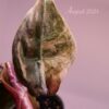 Alocasia cuprea 'Red Secret' Albo / Pink variegated (#01) - Image 7