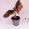 Alocasia cuprea 'Red Secret' Albo / Pink variegated (#01) - Image 6