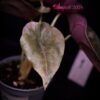 Alocasia cuprea 'Red Secret' Albo / Pink variegated (#01) - Image 5