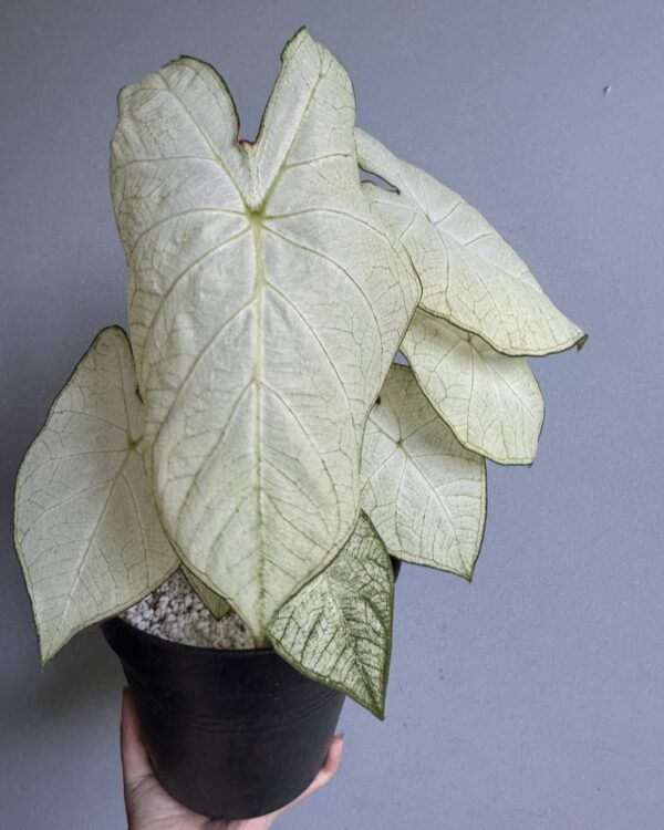 Caladium 'Florida Moonlight'