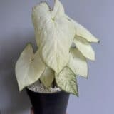 Alocasia cuprea ‘Red Secret’ Albo / Pink variegated (#01)