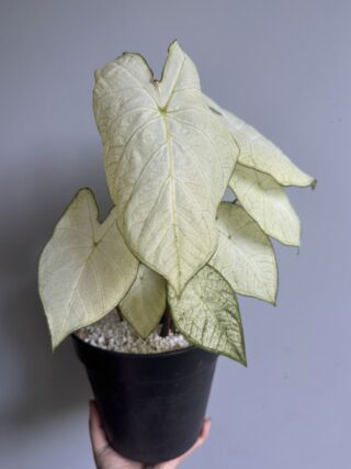 Caladium 'Florida Moonlight'