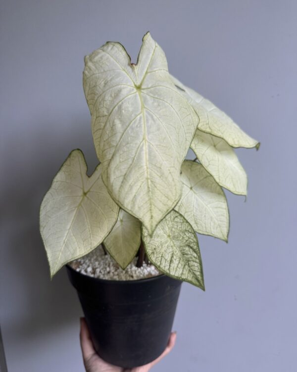 Caladium 'Florida Moonlight'