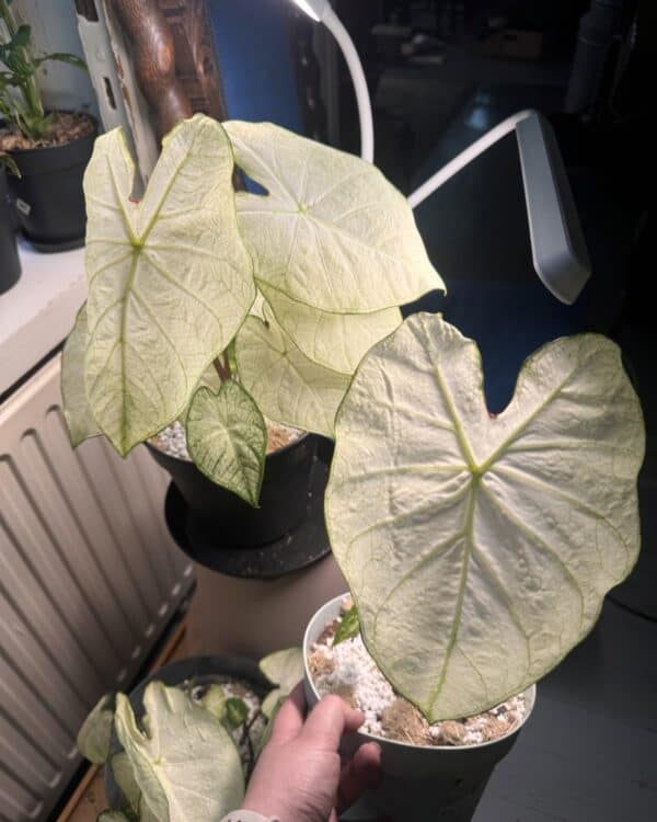 Caladium 'Florida Moonlight'