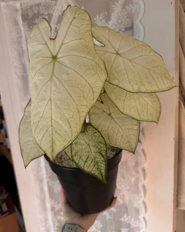 Caladium 'Florida Moonlight'