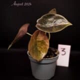 Alocasia cuprea ‘Red Secret’ Albo / Pink variegated (#04)