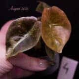 Alocasia cuprea ‘Red Secret’ Albo / Pink variegated (#03)