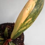 Philodendron Caramel Marble