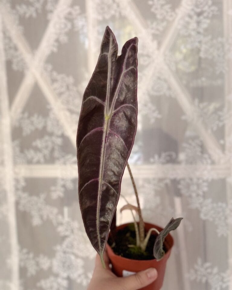 Alocasia longiloba purple