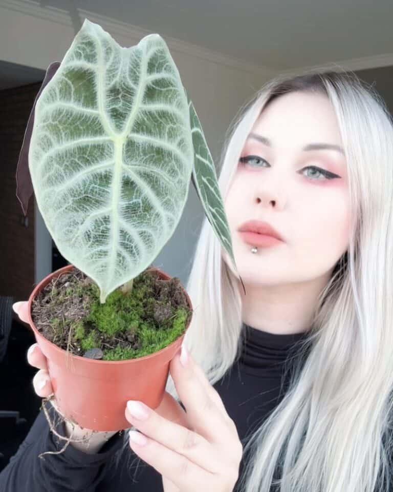 Alocasia watsoniana lightning