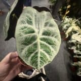 Alocasia watsoniana lightning